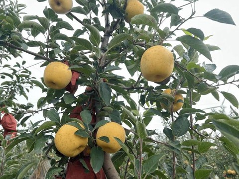 龙之谷黄金苹果有什么用